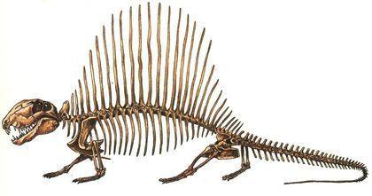 theromorpha skelet dimetrodona